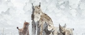 Shelter Complete Edition