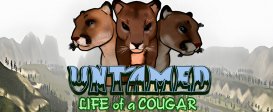 Untamed Life Of A Cougar